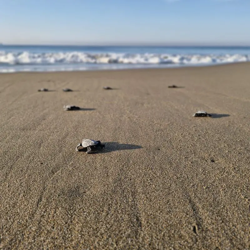 Vive la liberación de tortugas en Tuxpan 2026. Descubre horarios, cabañas y palapas del Campamento Mar de Plata en Veracruz. ¡Planifica tu viaje aquí!