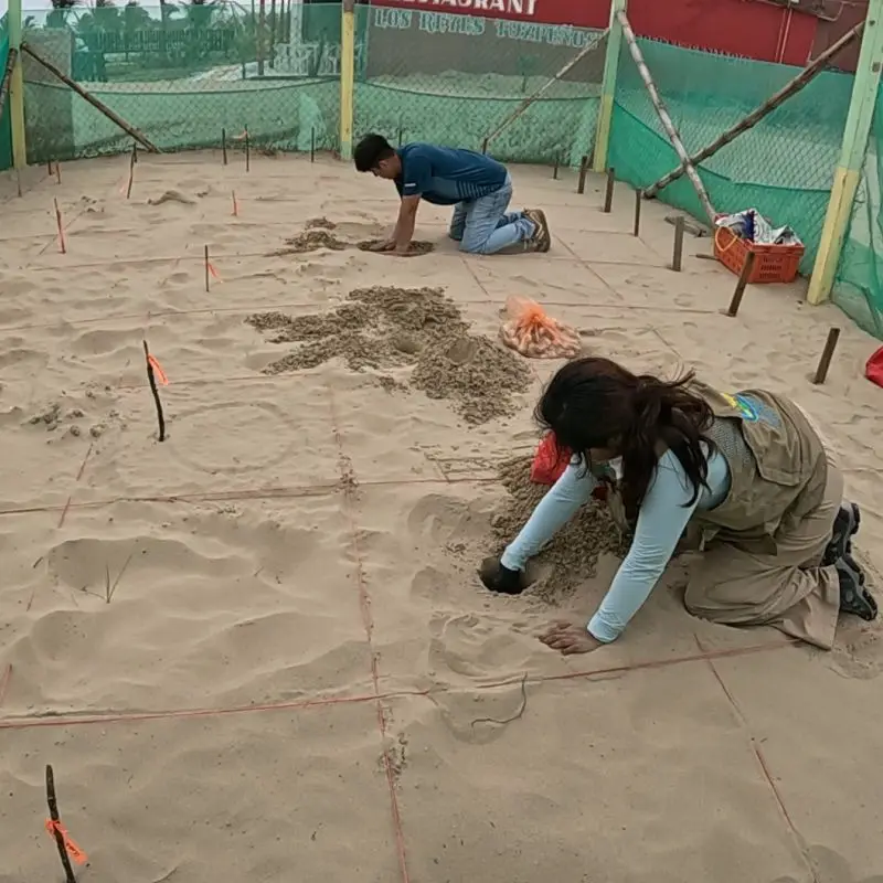 Dos voluntarios del Campamento Tortuguero Mar de Plata trabajando de rodillas en un vivero de incubación de tortugas en la playa. Una mujer, con chaleco de campo oficial y guantes, excava un nido en la arena marcada con una precisa cuadrícula de cuerdas rojas y estacas de marcado con banderines naranjas. El área está cercada con malla verde, y al fondo se distingue la estructura del Restaurante Mar de Plata en Tuxpan, Veracruz, con su letrero visible.