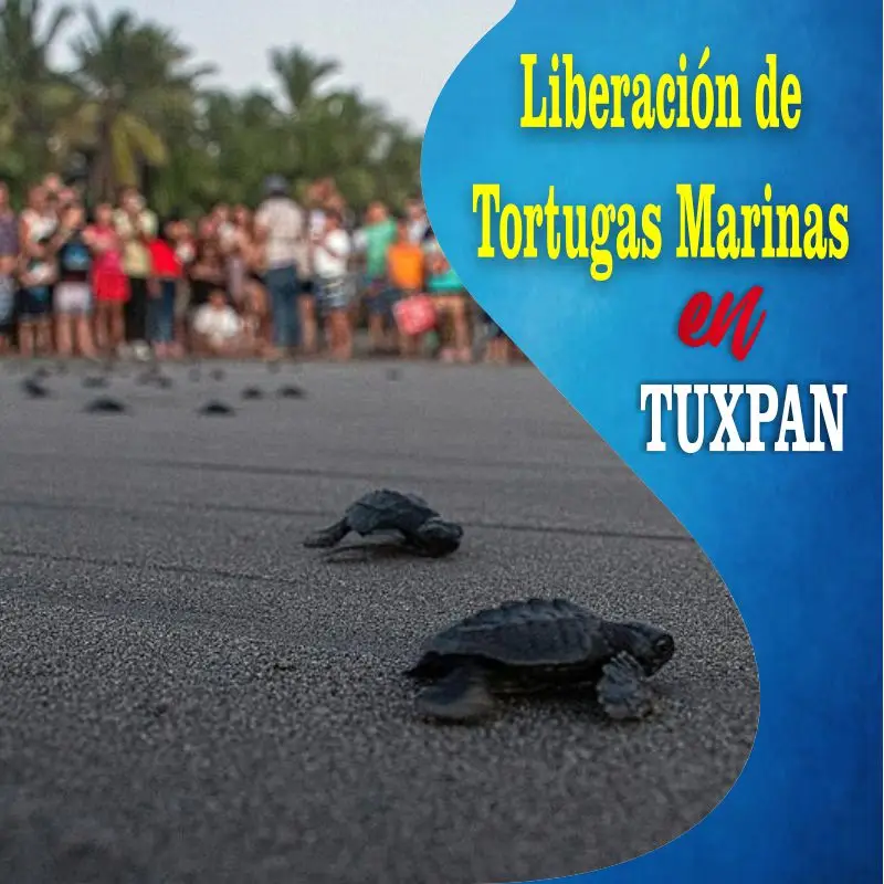 Pequeñas tortugas marinas recién nacidas caminan por la arena de la playa en Tuxpan, Veracruz, durante un evento de liberación con turistas observando al fondo.