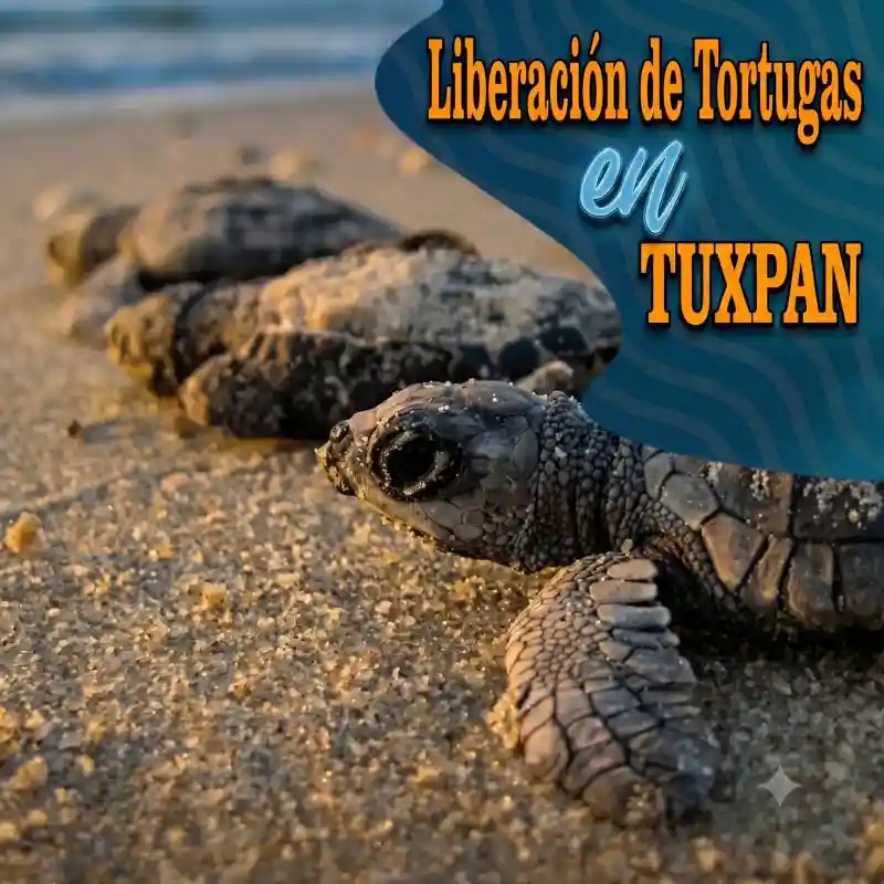 Banner publicitario con el texto Liberación de Tortugas en Tuxpan, mostrando en primer plano a pequeñas tortugas marinas recién nacidas avanzando por la arena de la playa hacia el mar.