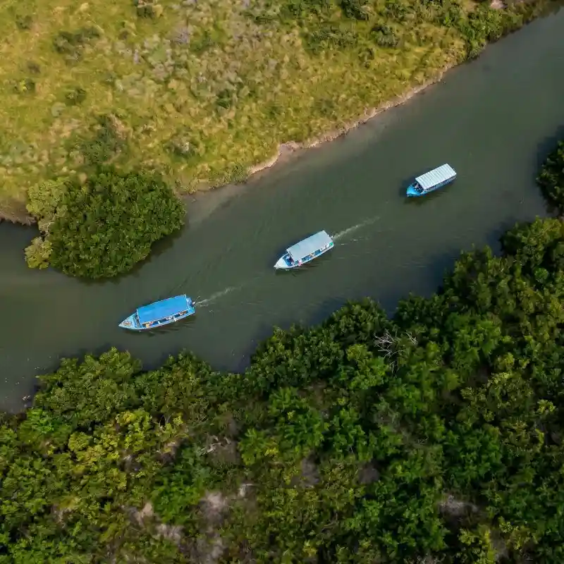 Vista aérea con dron de tres lanchas de turistas navegando en fila por los canales verdes de los manglares de Tuxpan Veracruz en la Laguna de Tampamachoco.