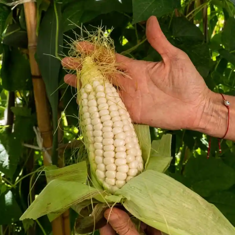 Maíz criollo blanco recién cosechado de la milpa local para la gastronomía de Restaurante Nakú, ejemplo de sustentabilidad e insumos del Alma Totonaca en Explora Veracruz.
