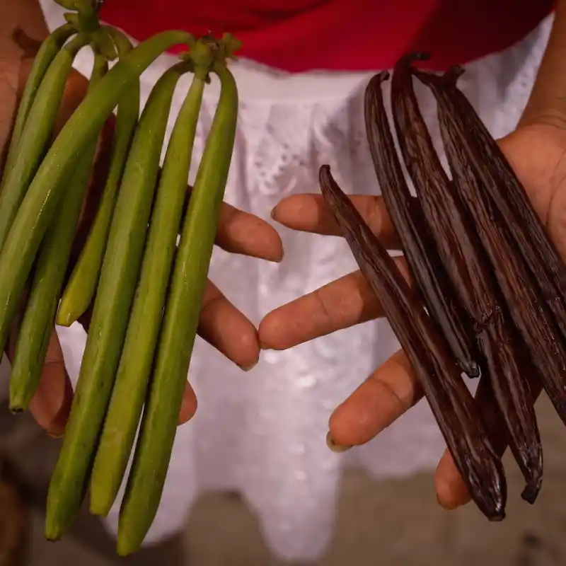 Manos sosteniendo vainas verdes frescas y vainas curadas de Vainilla de Papantla con Denominación de Origen utilizadas en Restaurante Nakú, orgullo del Alma Totonaca en Explora Veracruz.